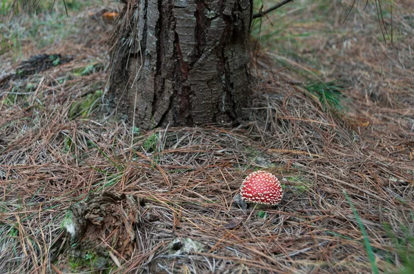 Mosca seta agárica en el fondo de la naturaleza forestal — Foto de Stock