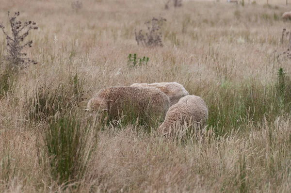 Deux moutons avec un épais pâturage polaire sur un enclos — Photo