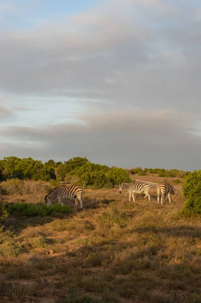 Zebras africanas pastando na natureza na África — Fotografia de Stock