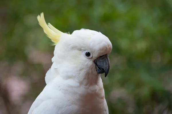 Primer plano del pájaro cacatúa de cresta de azufre. Vida silvestre australiana — Foto de Stock