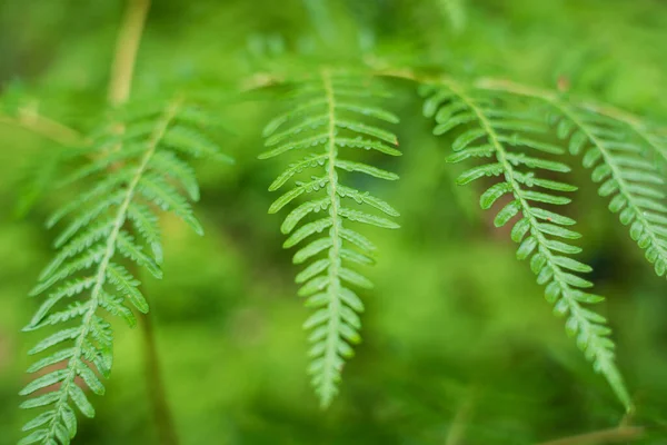 Närbild av vackra ormbunksblad, frond — Stockfoto