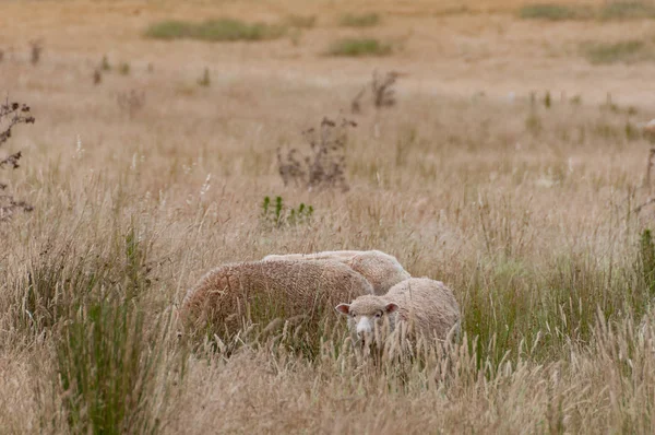 Three sheep with thick fleece grazing on a paddock — 스톡 사진