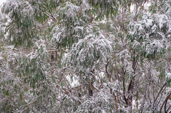 Hojas de eucalipto verde cubierto de nieve. Invierno en montañas nevadas , —  Fotos de Stock