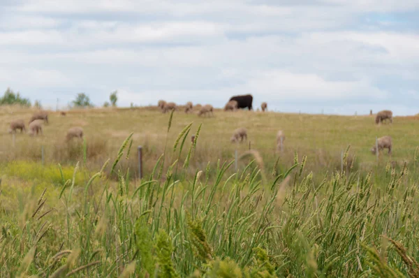 Gros plan de l'herbe du paddock avec des silhouettes d'animaux de ferme sur le th — Photo