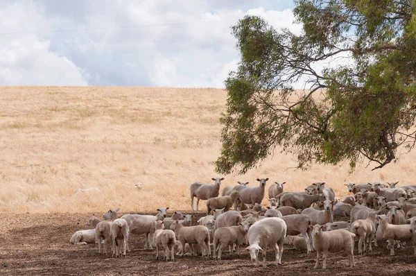 Australische merino schapen in de schaduw van een boom op landbouwgrond paddo — Stockfoto