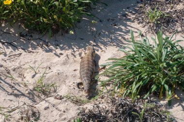 Blotched Blue-Tongued Skink lizard resting on sand dune clipart