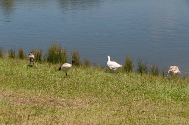 Göl kenarındaki evcil kazlar ve kutsal aynak kuşları.