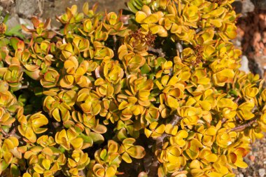 Keskin yapraklı kabuklu bitkilerin sarı yaprakları.