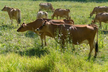 Cure jersey cows grazing on a paddock