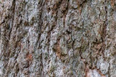 Engebeli ağaç kabuğu dokusunu kapat