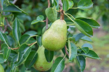 Green pear fruit hanging from the tree in the orchard