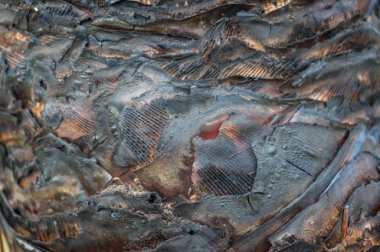 Siyah yanmış ağaç gövdesinin yüzey dokusunu kapat 