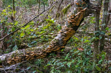 Tree covered with colony of tree fungi. Forest biodiversity nature background 