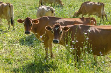 Cure jersey cows grazing on a paddock