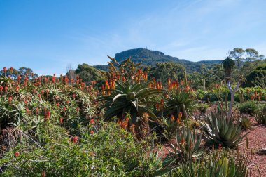 Çiçek açan aloe bitkileriyle manzara, doğa arka planı