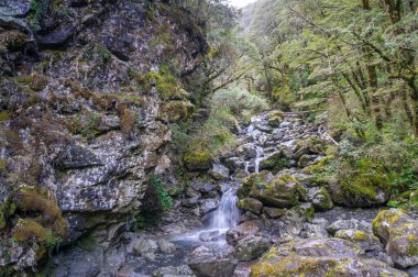 Dağ ormanı manzarası, su akıntısı, nehir... 