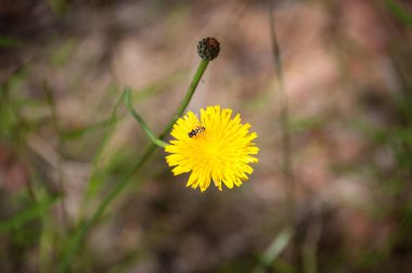 Australian native stingless bee on a yellow dandelion flower