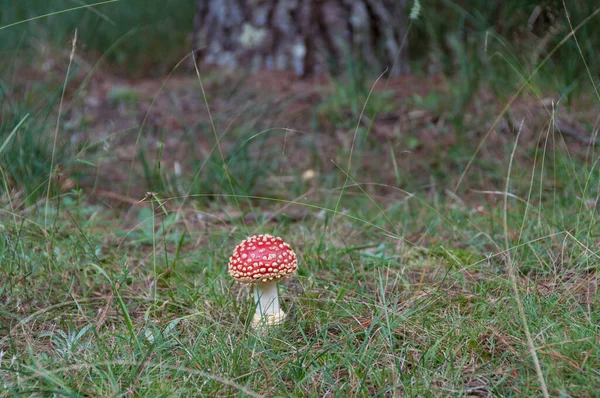 Närbild av klarröd fluga agarisk svamp i skogen — Stockfoto