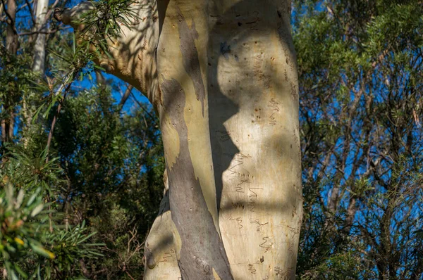 Großer Gummibaum Eukalyptusbaum Stamm mit abwerfender Rinde Natur Hintergrund — Stockfoto