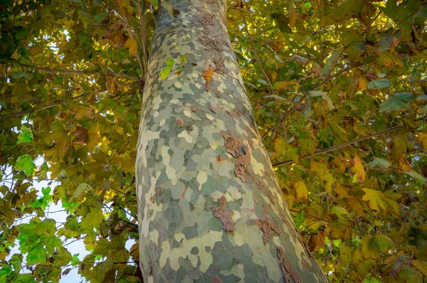 Κοντινό πλάνο της υφής φλοιού της σφενδάμνου με φθινοπωρινή φόλια — Φωτογραφία Αρχείου