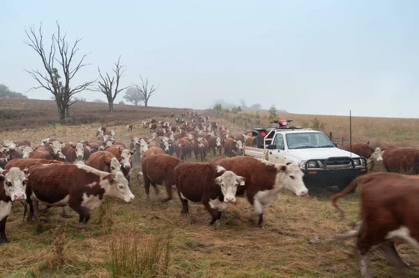 Herefordské krávy na výběhu u auta — Stock fotografie