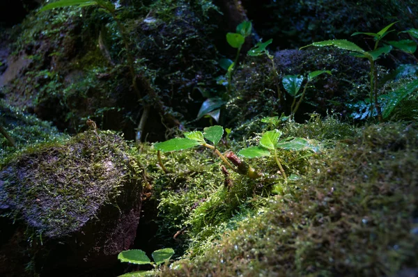 Kleine Pflanzen und Moos am Waldboden mit Sonnenlicht — Stockfoto