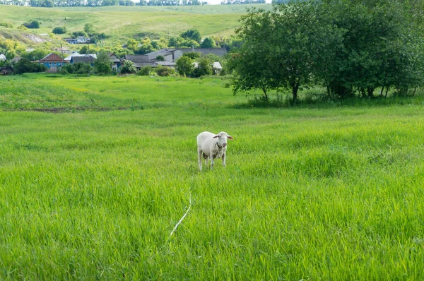 Mignon jeune mouton sur le paddock vert avec village sur le fond — Photo