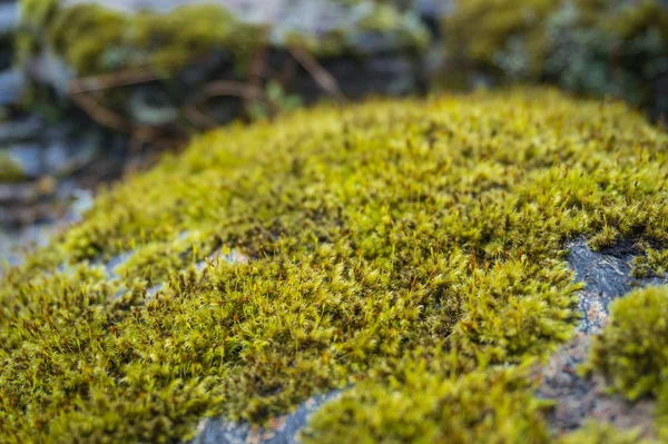 Mos textuur, Close-up van mos plant groeien op nat gesteente — Stockfoto