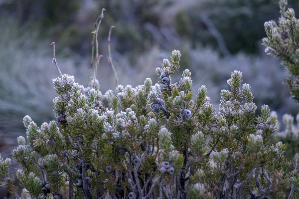 Close up of green plant covered in frost — Stockfoto