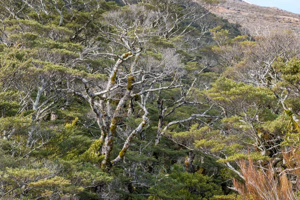 Hoge alpiene bosbomen en vegetatie achtergrond — Stockfoto