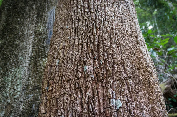 Close up de eucalipto árvore tronco casca textura — Fotografia de Stock