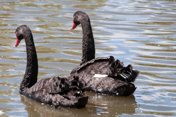 Pair of black swans, Cygnus atratus swimming in the pond, lake — Stock Photo, Image