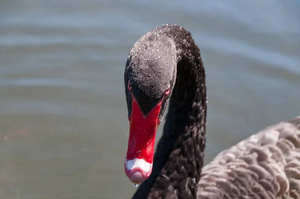 Black swan portrait with water drops on birds head — Stock Photo, Image