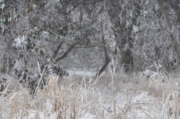 Zimní sníh v lese se suchou trávou a sněhem pokryté tr — Stock fotografie