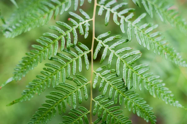 Grünes Farnblattmuster, Textur. Hintergrund Natur — Stockfoto