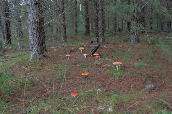 Flugsvamp i skogen. Hallucinogen giftig svamp — Stockfoto