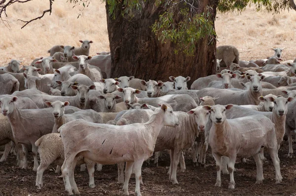 Troupeau de moutons gainés debout à l'ombre de l'arbre — Photo