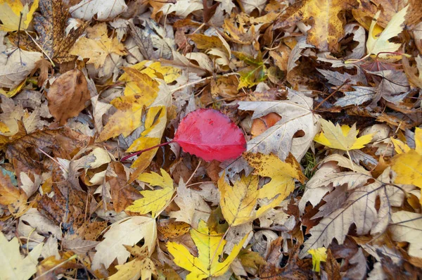 Leuchtend rotes Blatt, das aus gelben Blättern auf dem Waldboden herausragt — Stockfoto