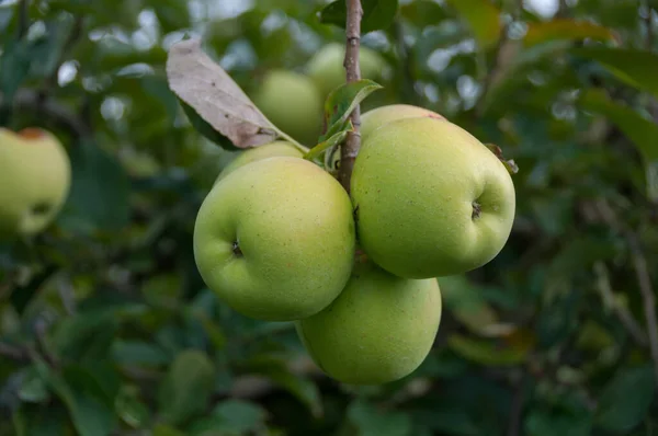 Close up de cluster de maçãs douradas deliciosas — Fotografia de Stock