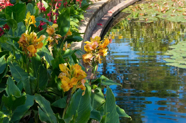 池の近くの花壇に明るい黄色のカンナの花 — ストック写真