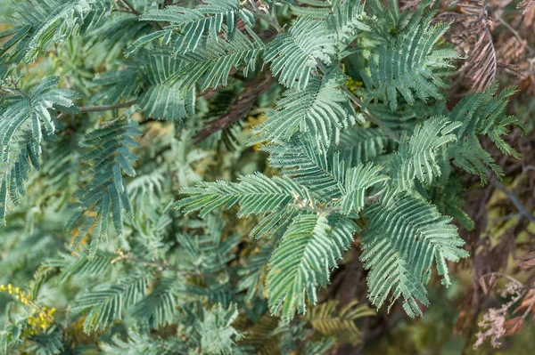 Nahaufnahme von Laub des australischen Wattle Tree Natur Hintergrund — Stockfoto