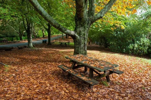 Banco de madera y mesa cubierta con hojas de otoño — Foto de Stock