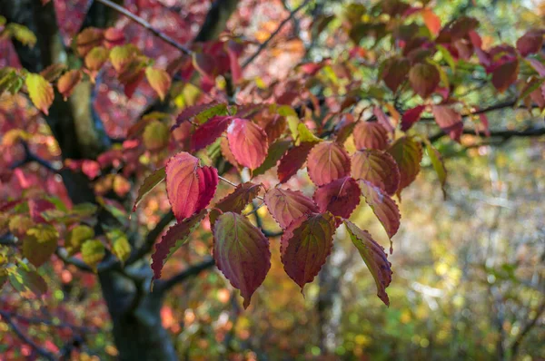 Schöne rote und grüne Herbstblätter Natur Hintergrund — Stockfoto