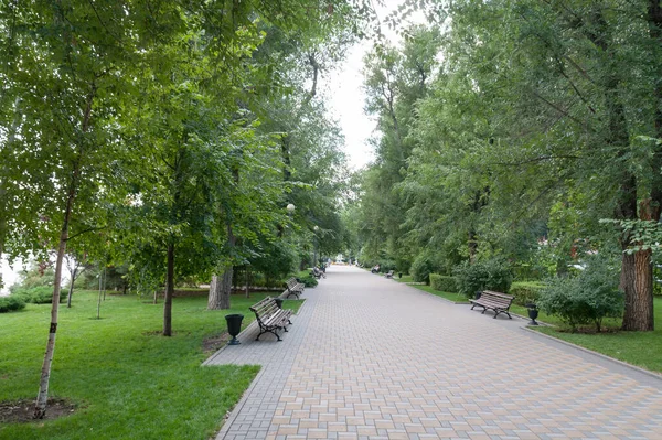 Зеленая аллея со скамейками в городском парке — стоковое фото