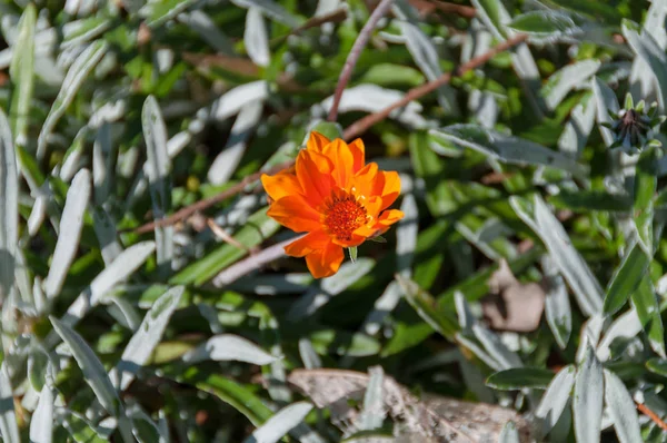 Закрыть ярко-оранжевый цветок календаря — стоковое фото