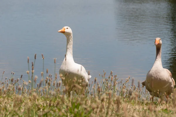 2羽の国内のガチョウの鳥池の近くの鳥 — ストック写真