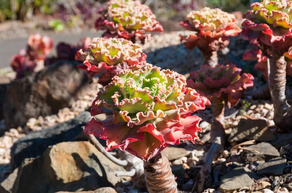 Kräuseliger Echeveria oder Salat Sukkulente Zierpflanze — Stockfoto