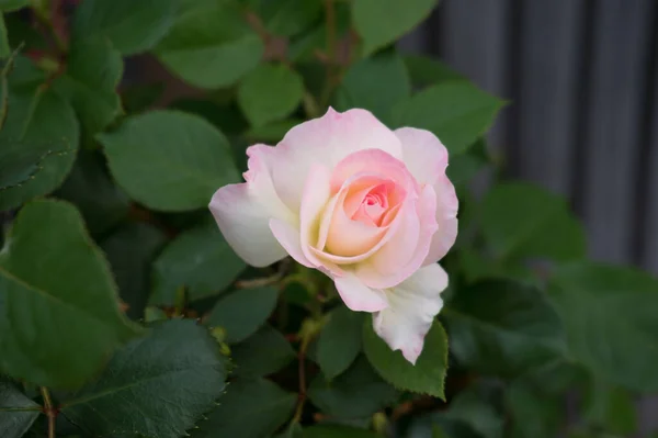 Розовый цветок слоновой розы в саду в полном расцвете — стоковое фото
