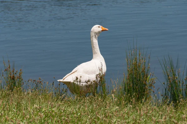 Retrato de pájaro ganso doméstico blanco cerca del estanque, lago —  Fotos de Stock