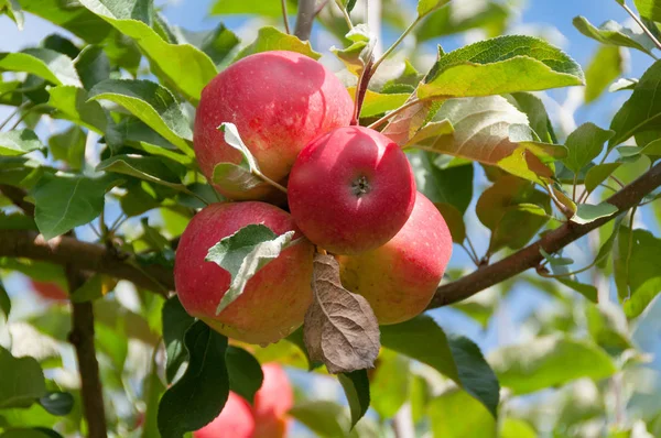 Close up de maçãs gala reais maduras em um ramo com folhas verdes — Fotografia de Stock